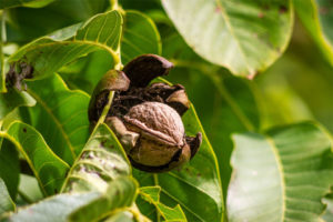 Eine Nuss an einem Baum, die geknackt werden muss, kann prüfungsangst symbolisieren